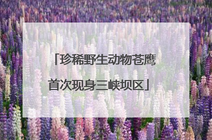 珍稀野生动物苍鹰首次现身三峡坝区