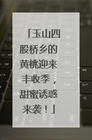 玉山四股桥乡的黄桃迎来丰收季，甜蜜诱惑来袭！