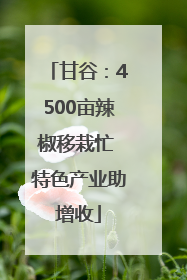 甘谷：4500亩辣椒移栽忙 特色产业助增收