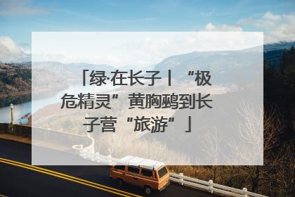 绿·在长子丨“极危精灵”黄胸鹀到长子营“旅游”
