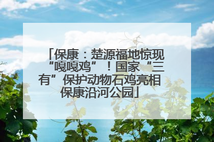 保康：楚源福地惊现“嘎嘎鸡”！国家“三有”保护动物石鸡亮相保康沿河公园