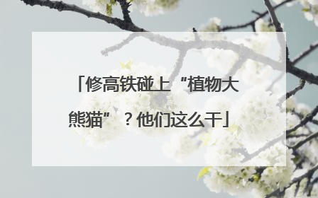 修高铁碰上“植物大熊猫”？他们这么干