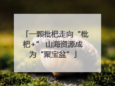一颗枇杷走向“枇杷+” 山海资源成为“聚宝盆”