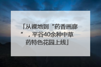 从裸地到“药香画廊”，平谷40余种中草药特色花园上线
