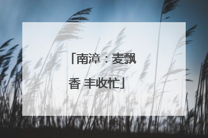 南漳：麦飘香 丰收忙