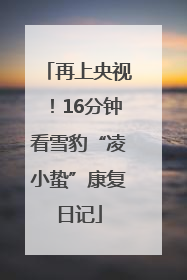 再上央视！16分钟看雪豹“凌小蛰”康复日记