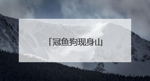 冠鱼狗现身山航院 刷新滨州市鸟类新纪录