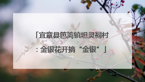宜章县笆篱镇坦灵祠村：金银花开摘“金银”