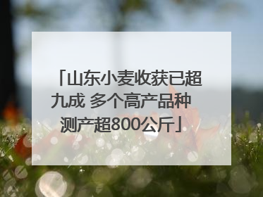 山东小麦收获已超九成 多个高产品种测产超800公斤