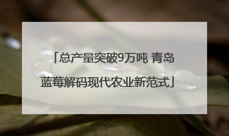 总产量突破9万吨 青岛蓝莓解码现代农业新范式