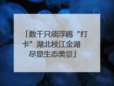 数千只须浮鸥“打卡”湖北枝江金湖 尽显生态美景