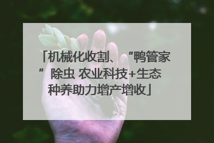 机械化收割、“鸭管家”除虫 农业科技+生态种养助力增产增收