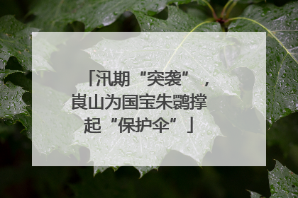 汛期“突袭”，崀山为国宝朱鹮撑起“保护伞”