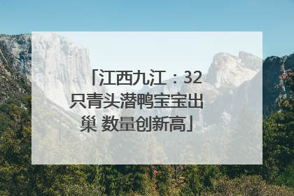 江西九江：32只青头潜鸭宝宝出巢 数量创新高