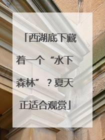 西湖底下藏着一个“水下森林”？夏天正适合观赏