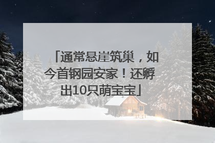 通常悬崖筑巢，如今首钢园安家！还孵出10只萌宝宝