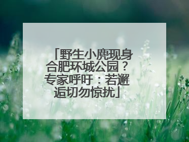 野生小麂现身合肥环城公园？专家呼吁：若邂逅切勿惊扰