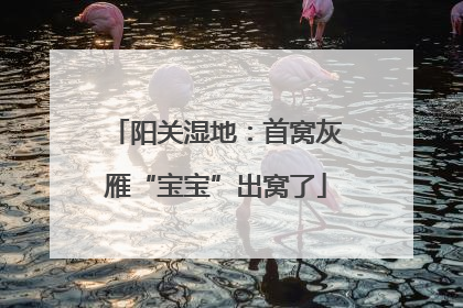 阳关湿地：首窝灰雁“宝宝”出窝了