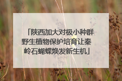 陕西加大对极小种群野生植物保护培育让秦岭石蝴蝶焕发新生机