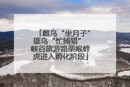 雌鸟“坐月子”雄鸟“忙捕猎” 峡谷旅游路栗喉蜂虎进入孵化阶段