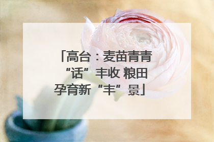 高台：麦苗青青“话”丰收 粮田孕育新“丰”景