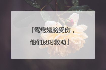 鸳鸯翅膀受伤，他们及时救助