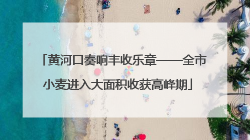 黄河口奏响丰收乐章——全市小麦进入大面积收获高峰期