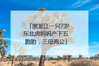黑龙江一只7岁东北虎妈妈产下五胞胎，三母两公