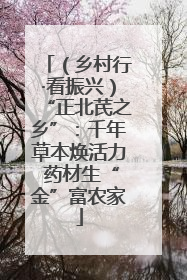 （乡村行·看振兴）“正北芪之乡”：千年草本焕活力 药材生“金”富农家
