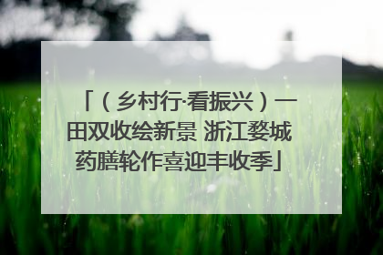 （乡村行·看振兴）一田双收绘新景 浙江婺城药膳轮作喜迎丰收季
