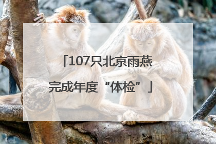 107只北京雨燕完成年度“体检”