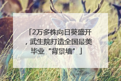 2万多株向日葵盛开，武生院打造全国最美毕业“背景墙”